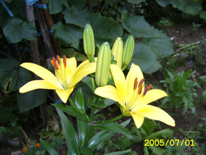 daabmen2 011.jpg